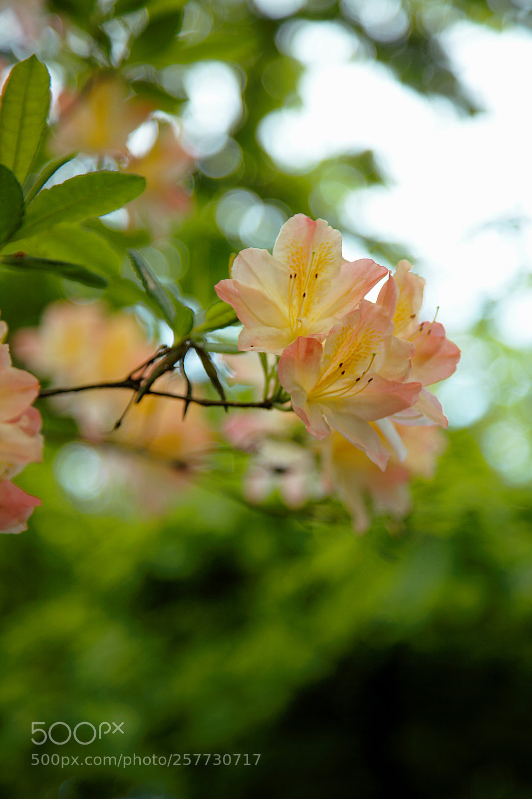 Canon EF 24-105mm F4L IS USM sample photo. I can see clearly photography