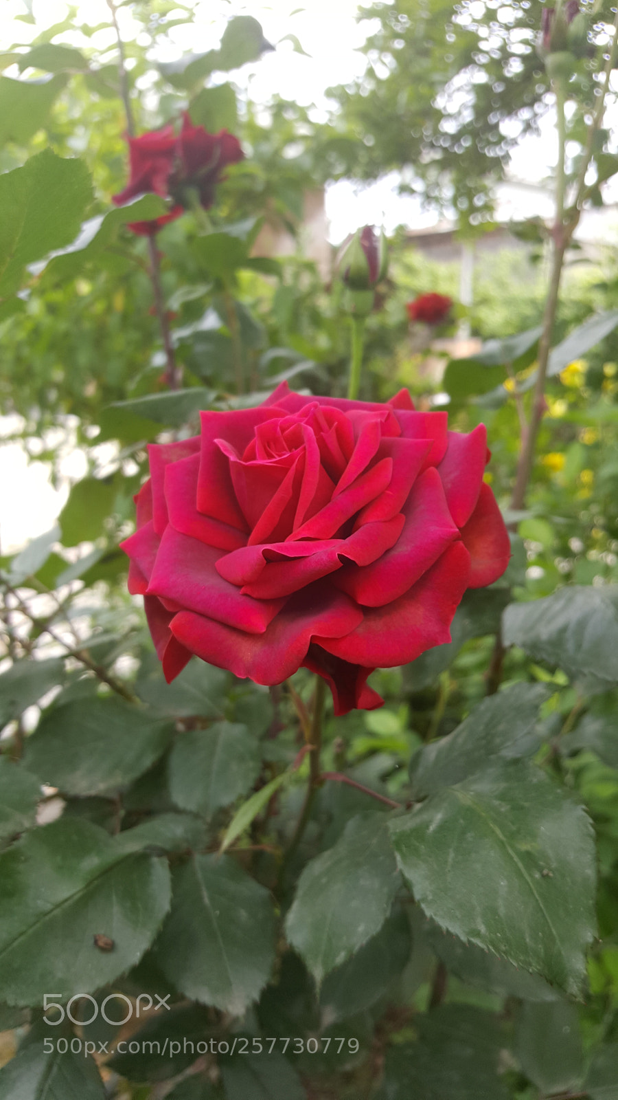 Samsung Galaxy S6 sample photo. Untitled photography