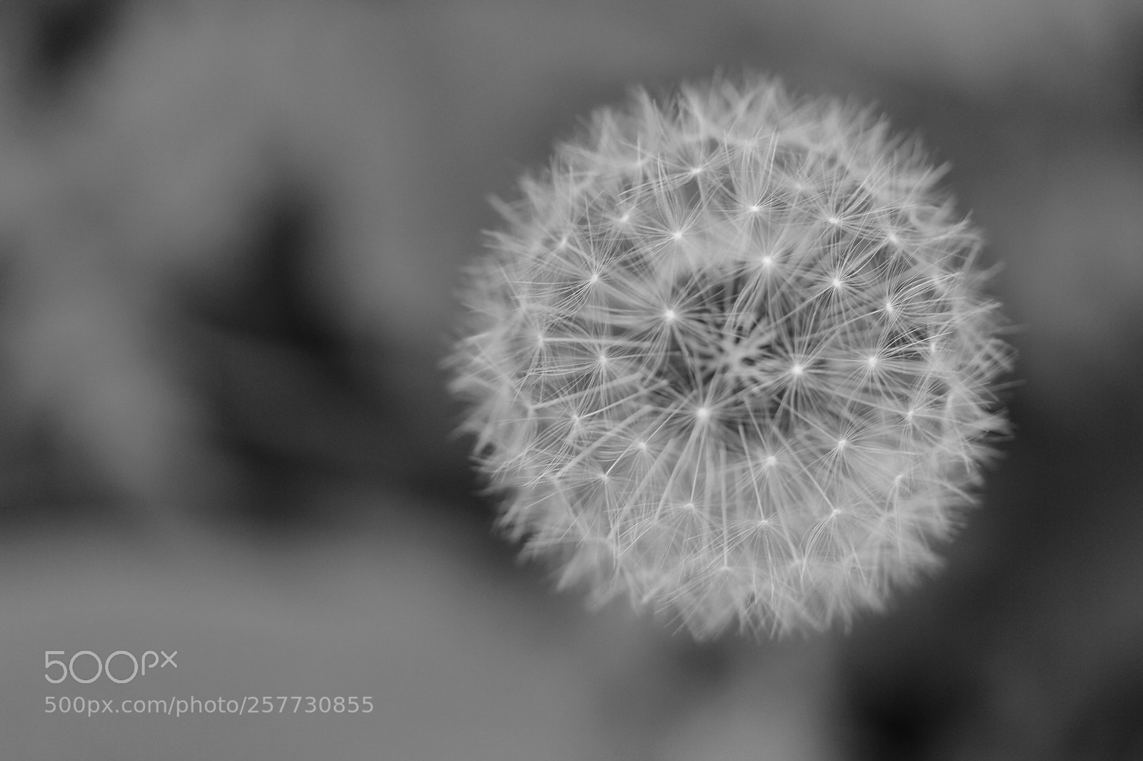 Canon EOS 600D (Rebel EOS T3i / EOS Kiss X5) sample photo. Dandelion photography