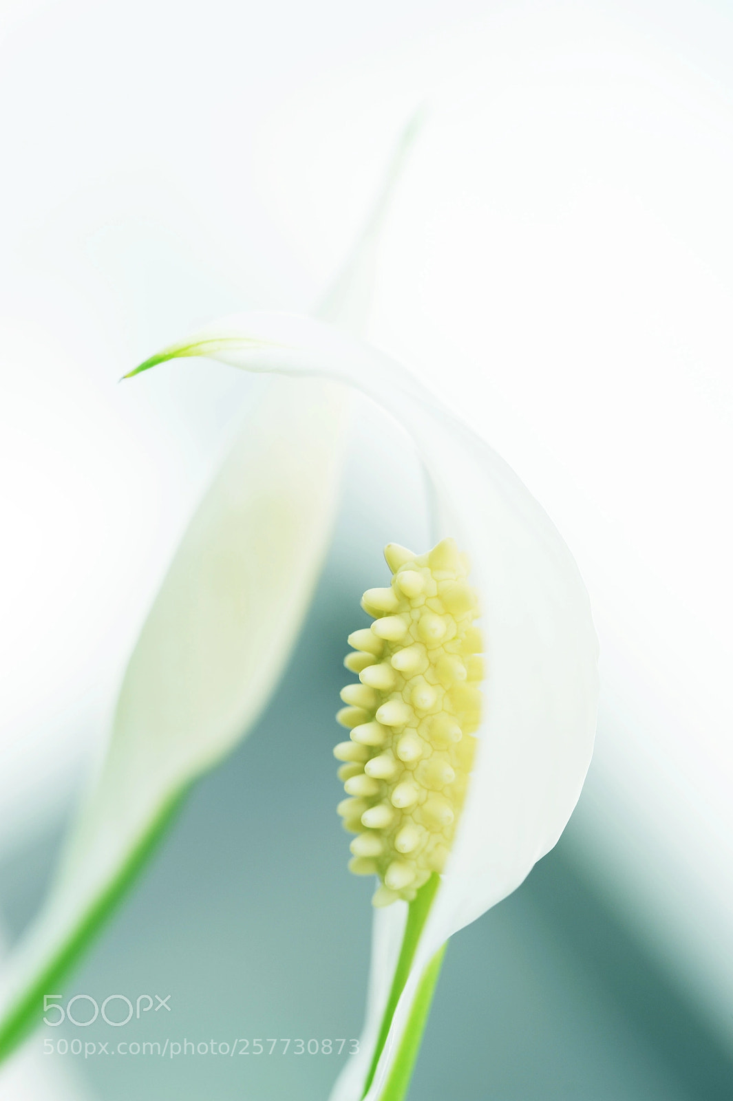 Nikon D700 sample photo. Plain & innocent photography