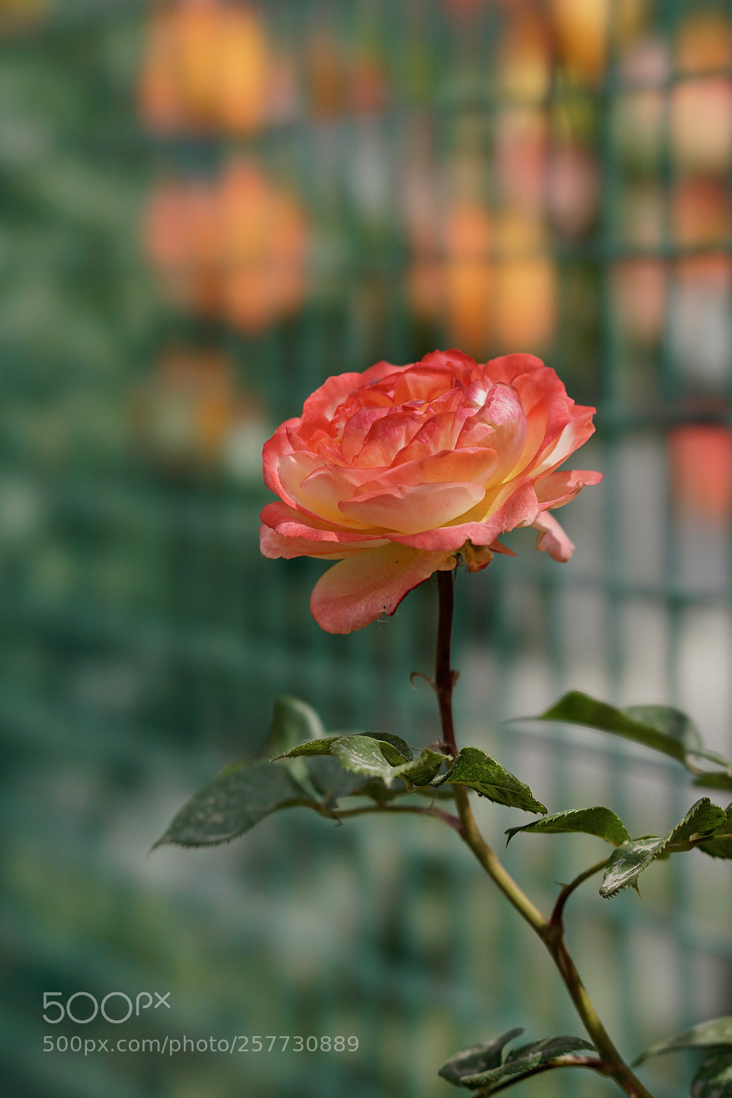 Sony a7 II sample photo. 栅栏内外 photography