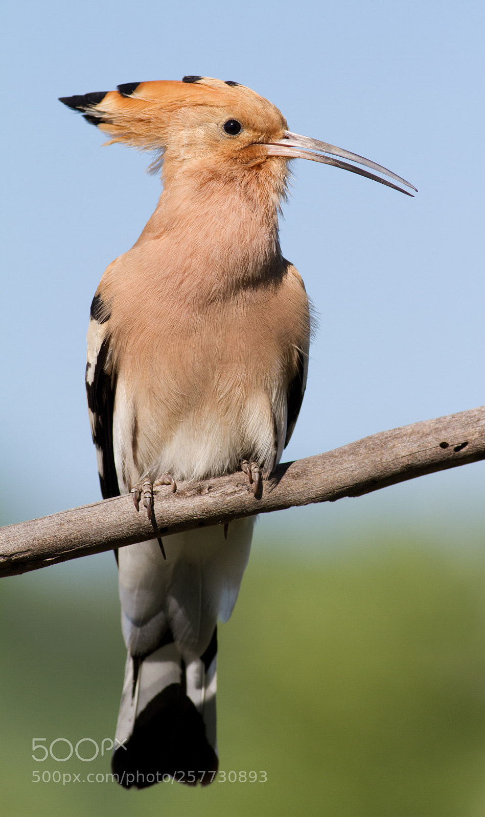 Canon EOS 7D sample photo. Hoopoe photography