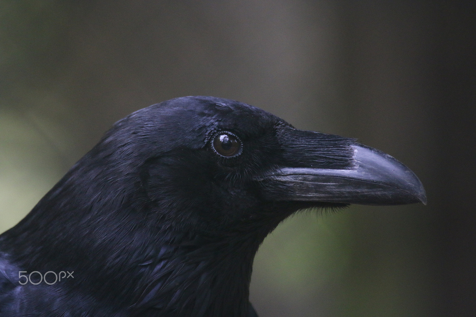Sigma 150-600mm F5-6.3 DG OS HSM | C sample photo. Raven photography