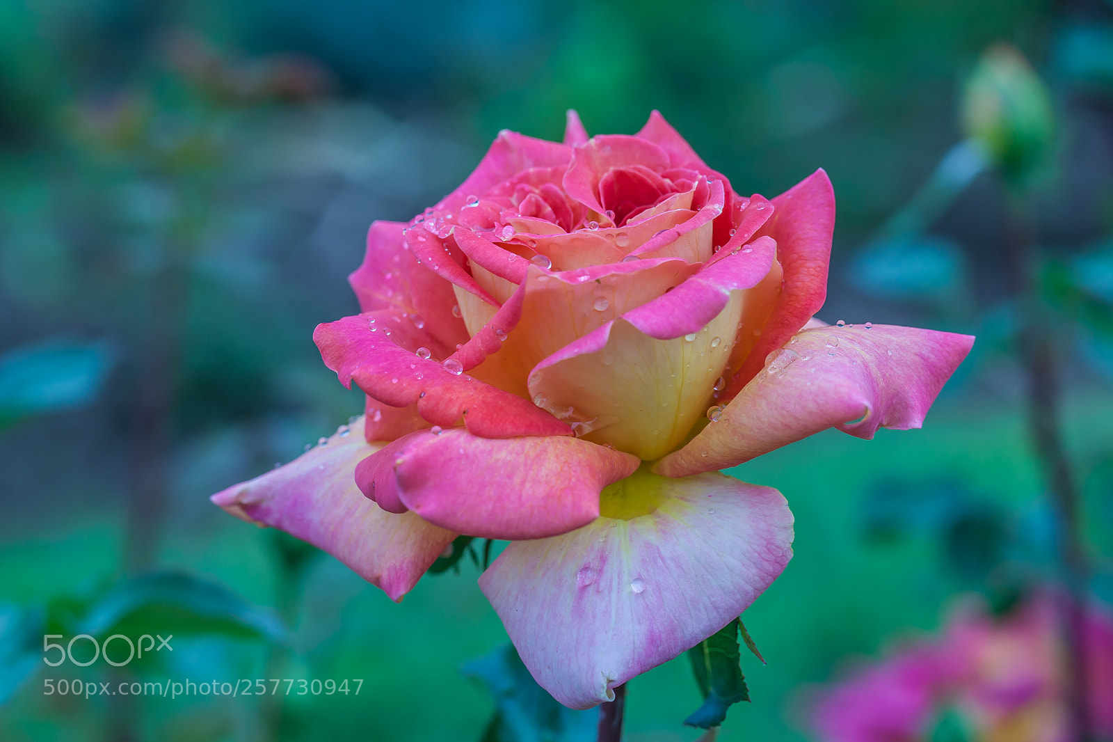 Canon EOS 5D Mark II sample photo. Blessings from mother nature photography