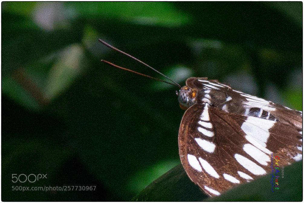 Samsung NX300 sample photo. Butterfly world isle of photography