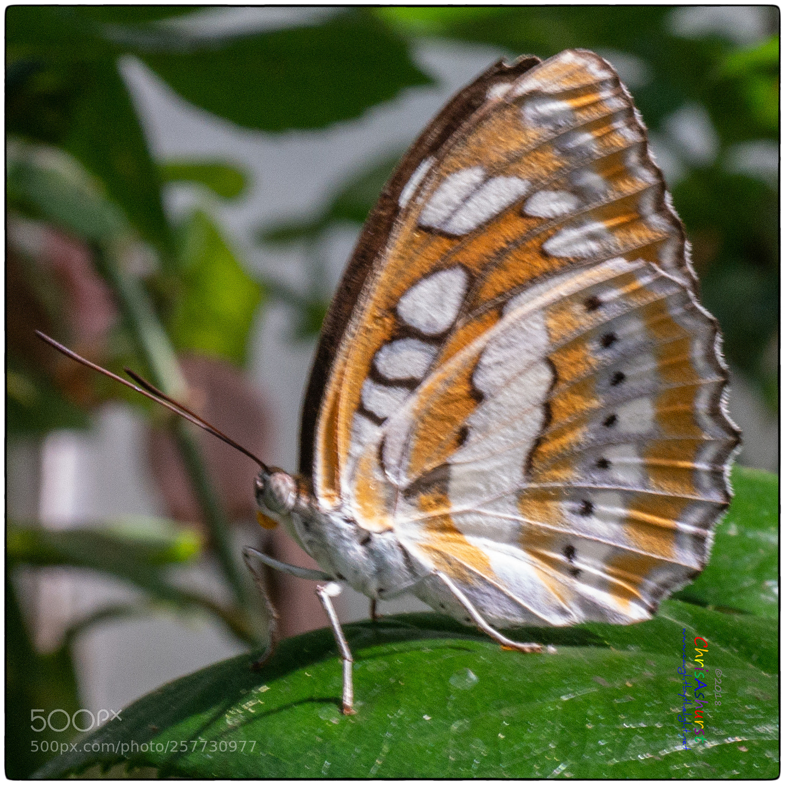 Samsung NX300 sample photo. Butterfly world isle of photography