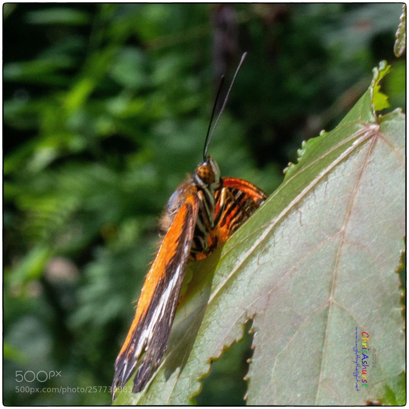 Samsung NX300 sample photo. Butterfly world isle of photography