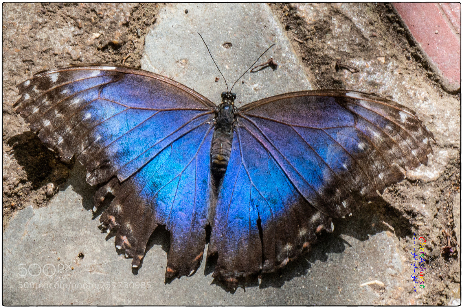 Samsung NX300 sample photo. Blue morpho butterfly world photography