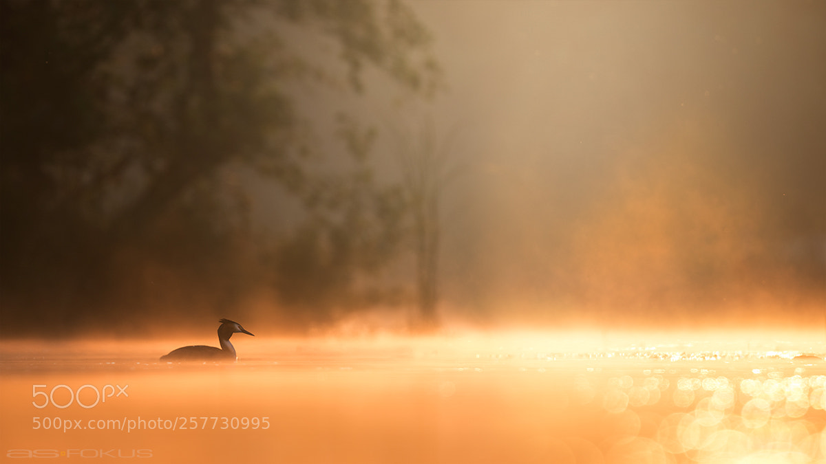 Canon EOS 7D Mark II sample photo. Great crested grebe photography