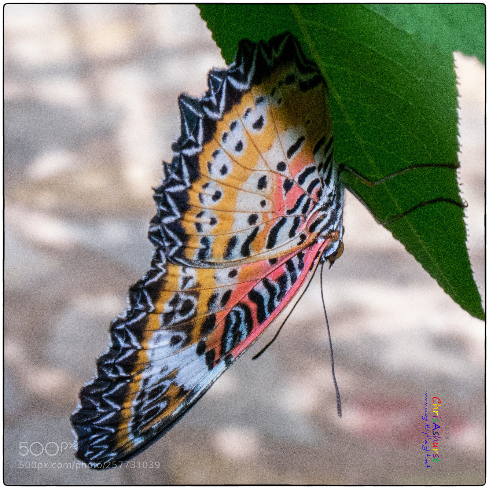 Samsung NX300 sample photo. Butterfly world isle of photography