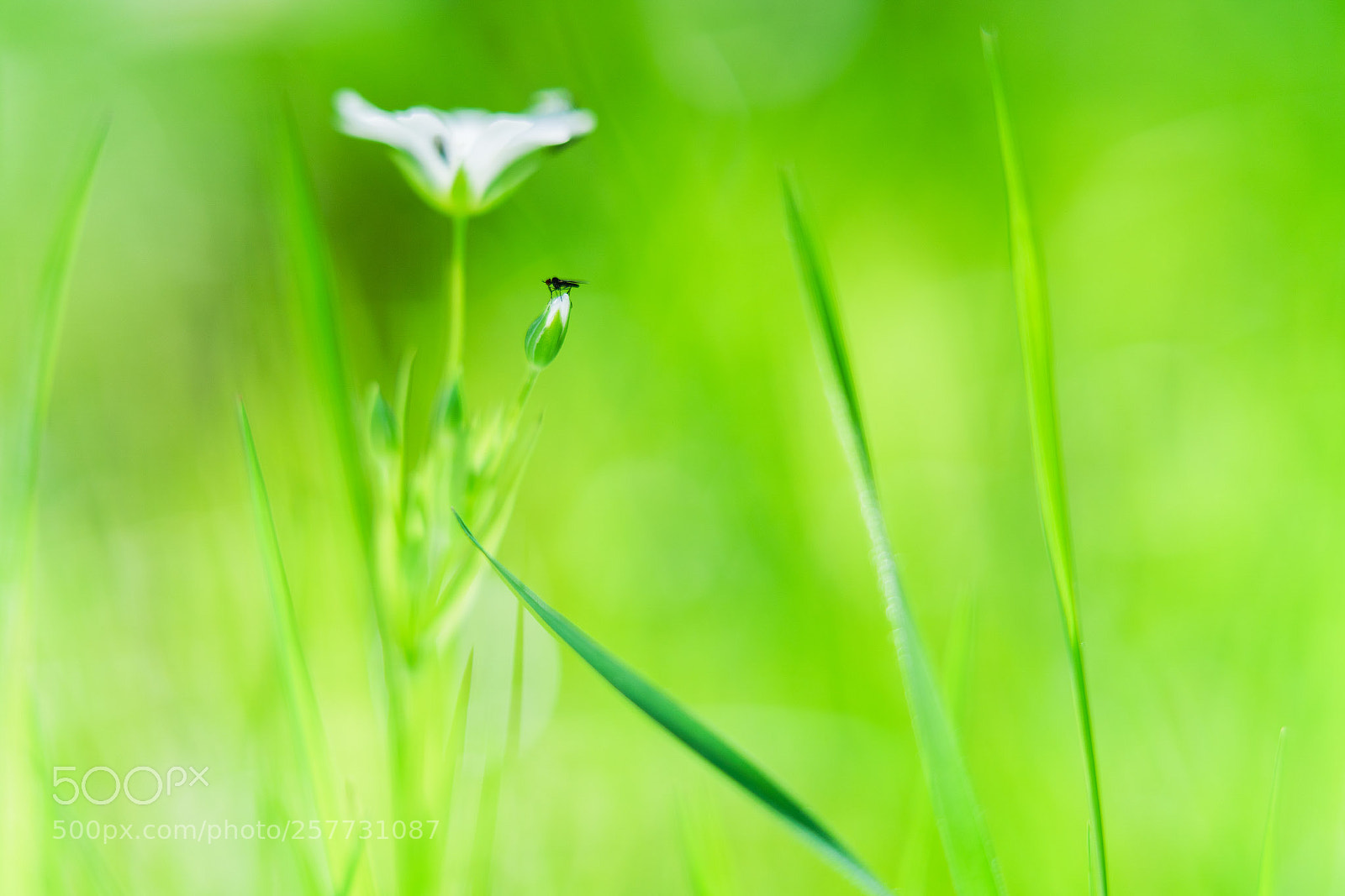 Sony a7R III sample photo. Just sitting photography