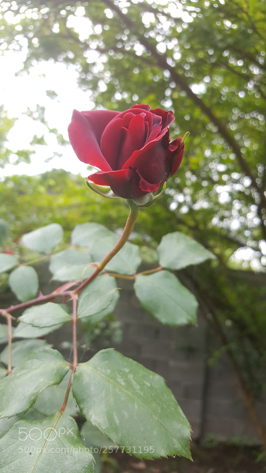 Samsung Galaxy S6 sample photo. Untitled photography