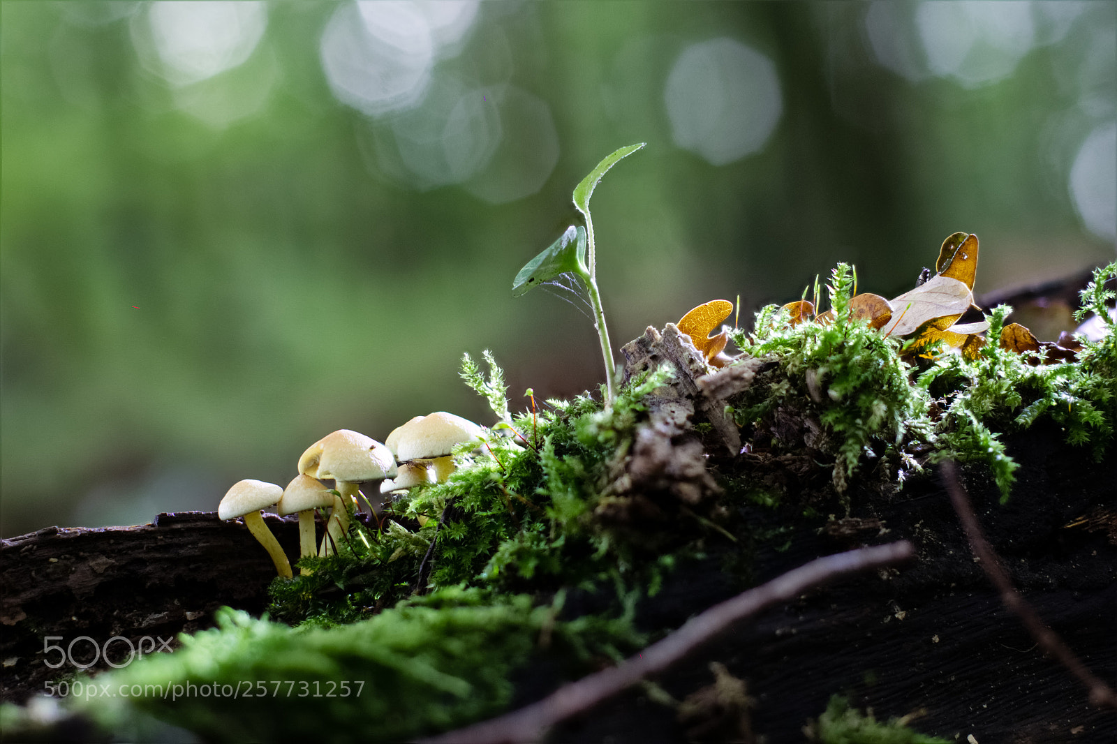Canon EOS 600D (Rebel EOS T3i / EOS Kiss X5) sample photo. Moss and mushrooms photography