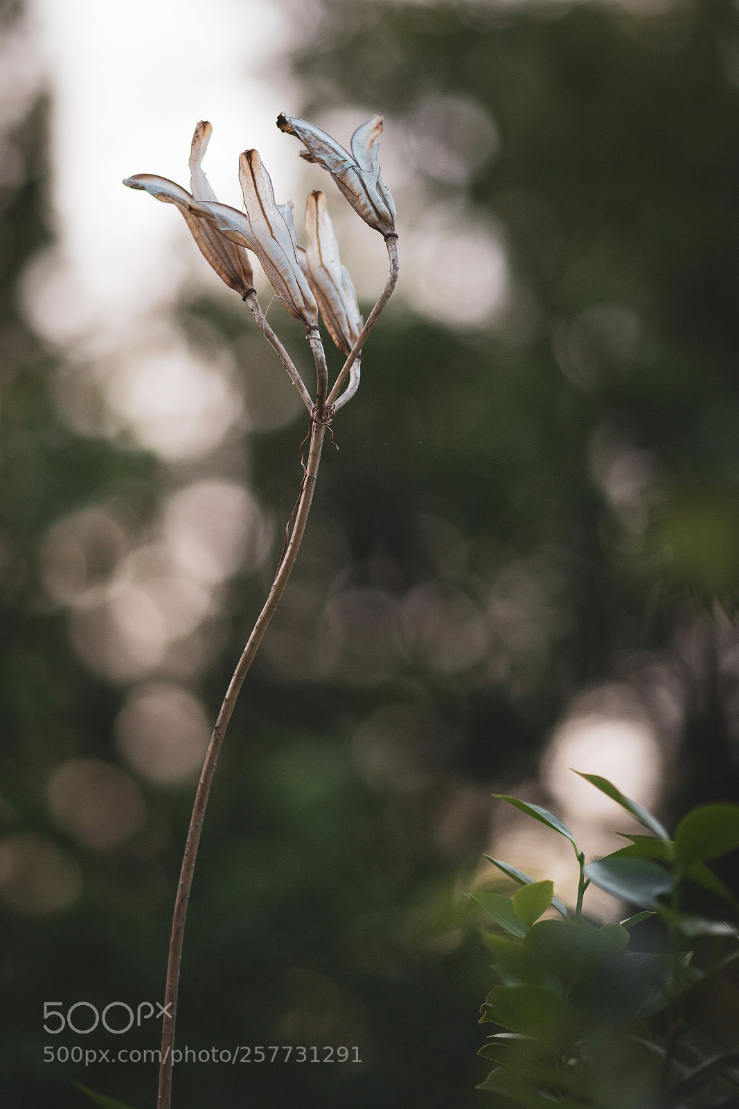 Canon EOS 6D Mark II sample photo. Plant photography