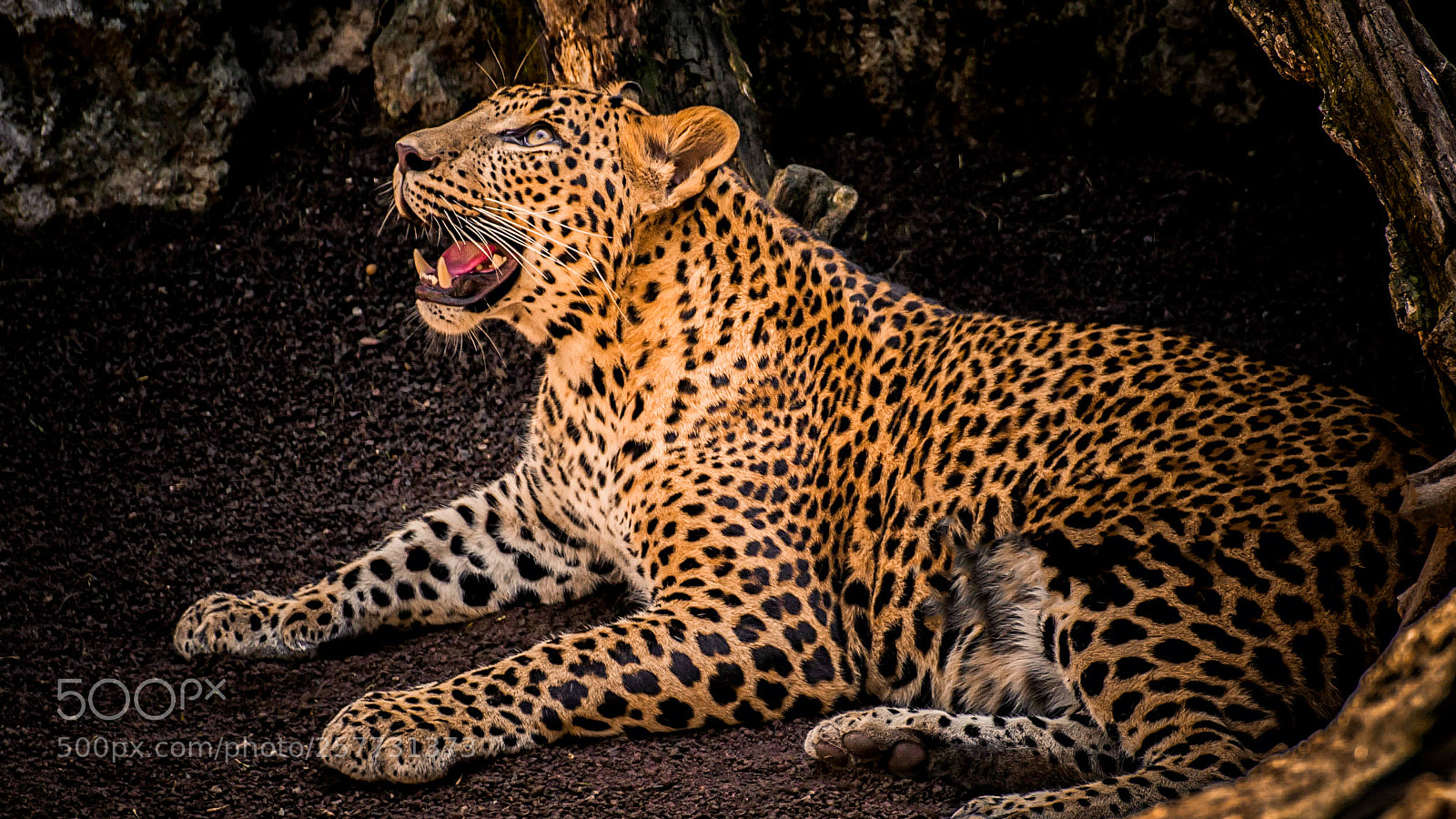 Canon EOS 70D sample photo. Leopard photography