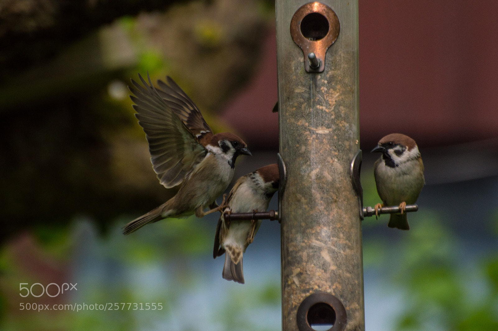 Nikon D3200 sample photo. A sparrow in flight photography
