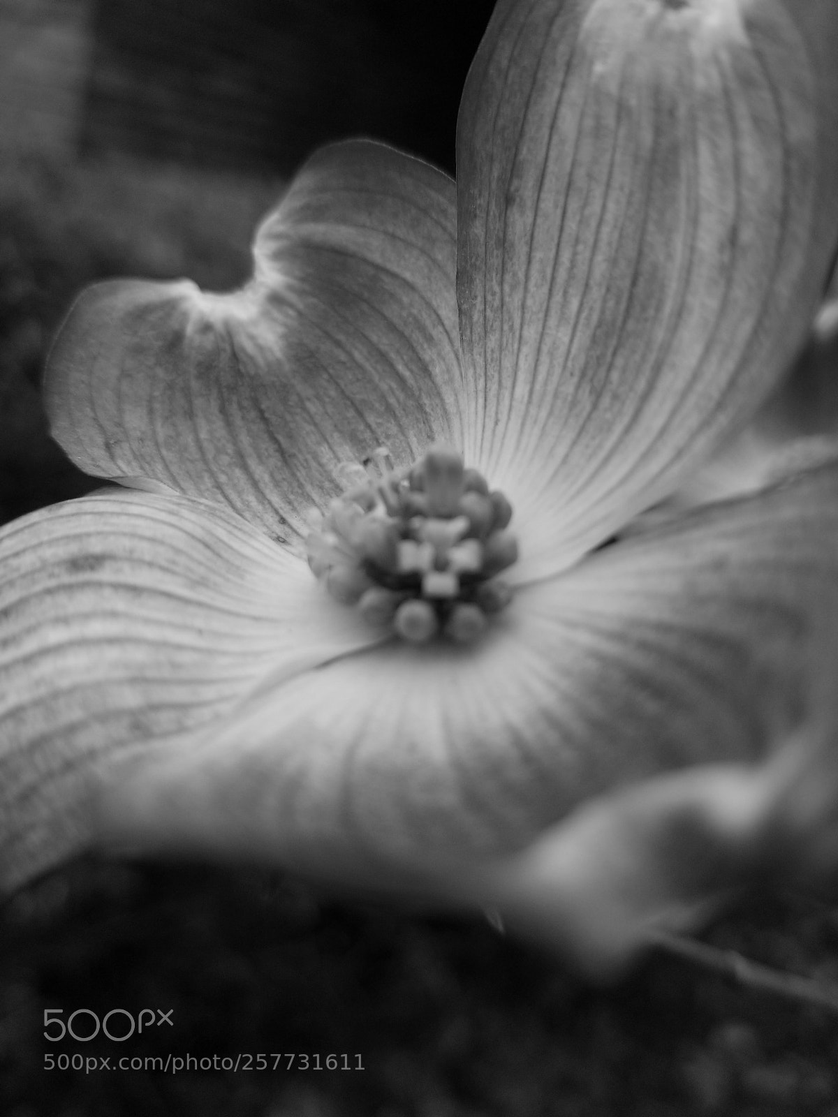 Samsung Galaxy S8+ sample photo. Beauty in black and photography