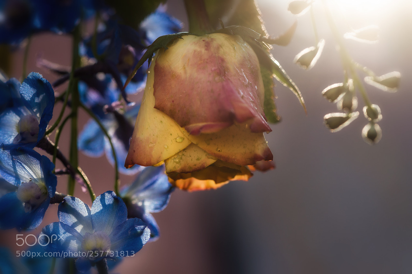 Nikon D4 sample photo. Kissed by the sun photography