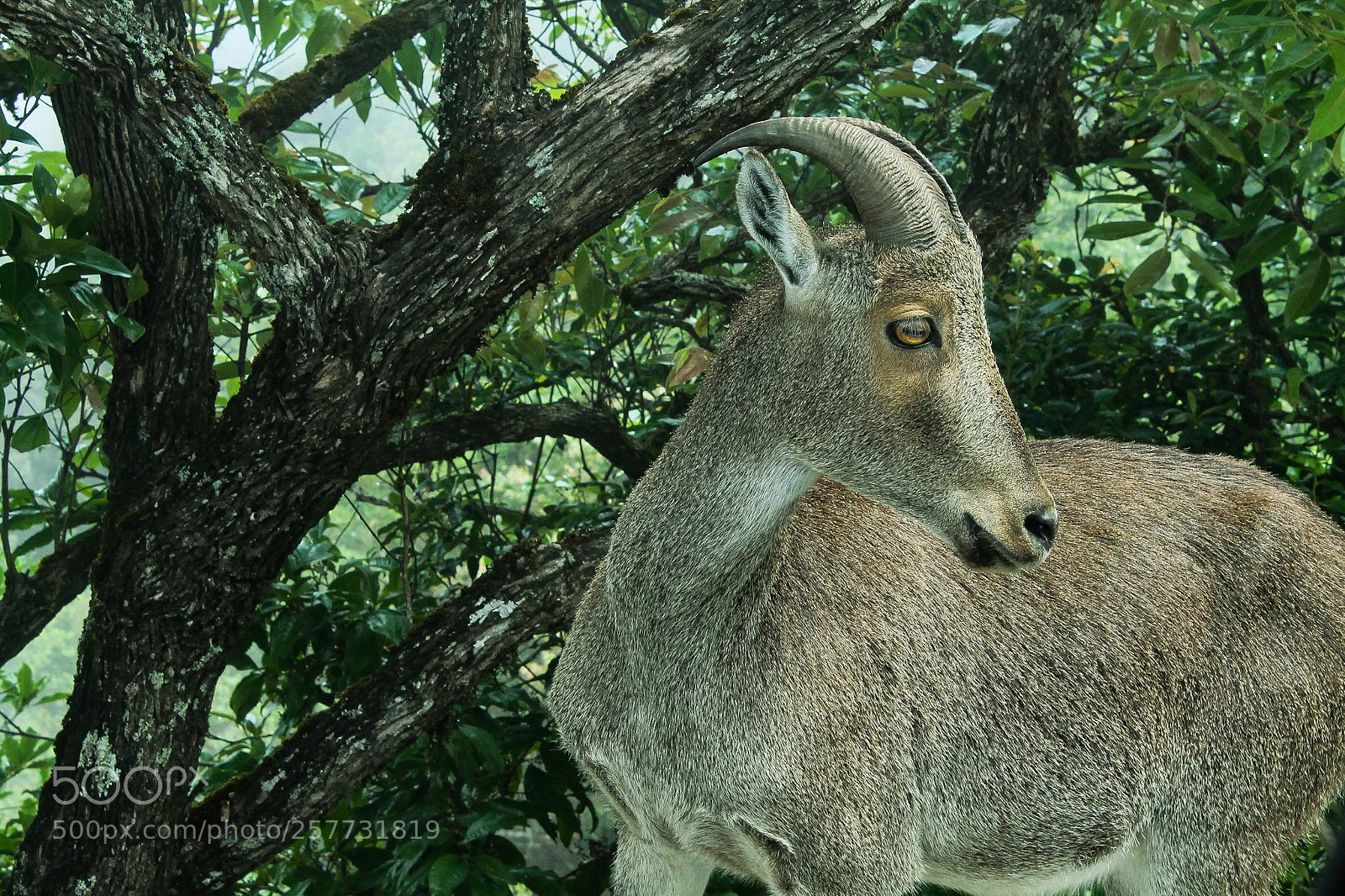 Canon EOS 1100D (EOS Rebel T3 / EOS Kiss X50) sample photo. Mountain goat photography