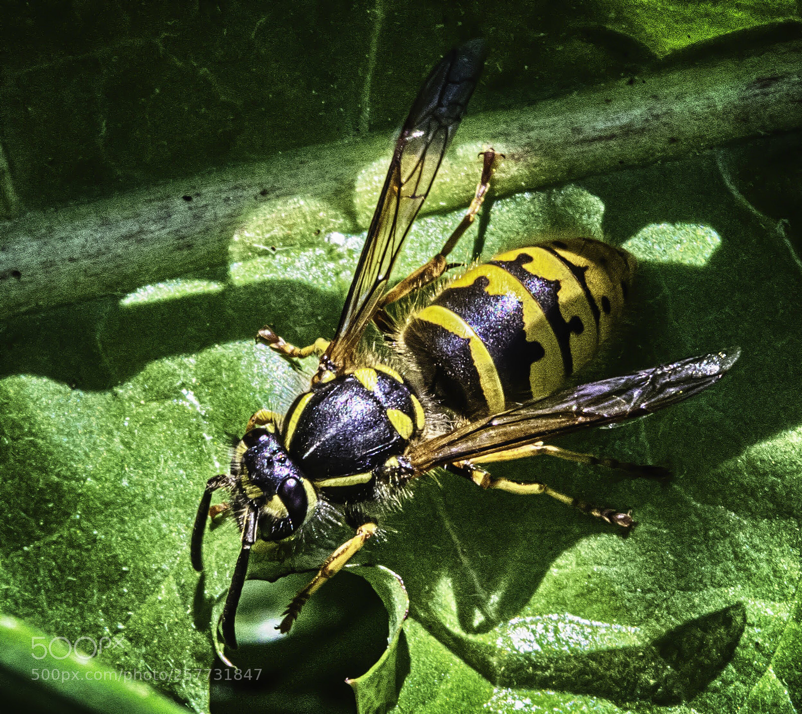 Nikon D7100 sample photo. Wasp in the sunlight photography