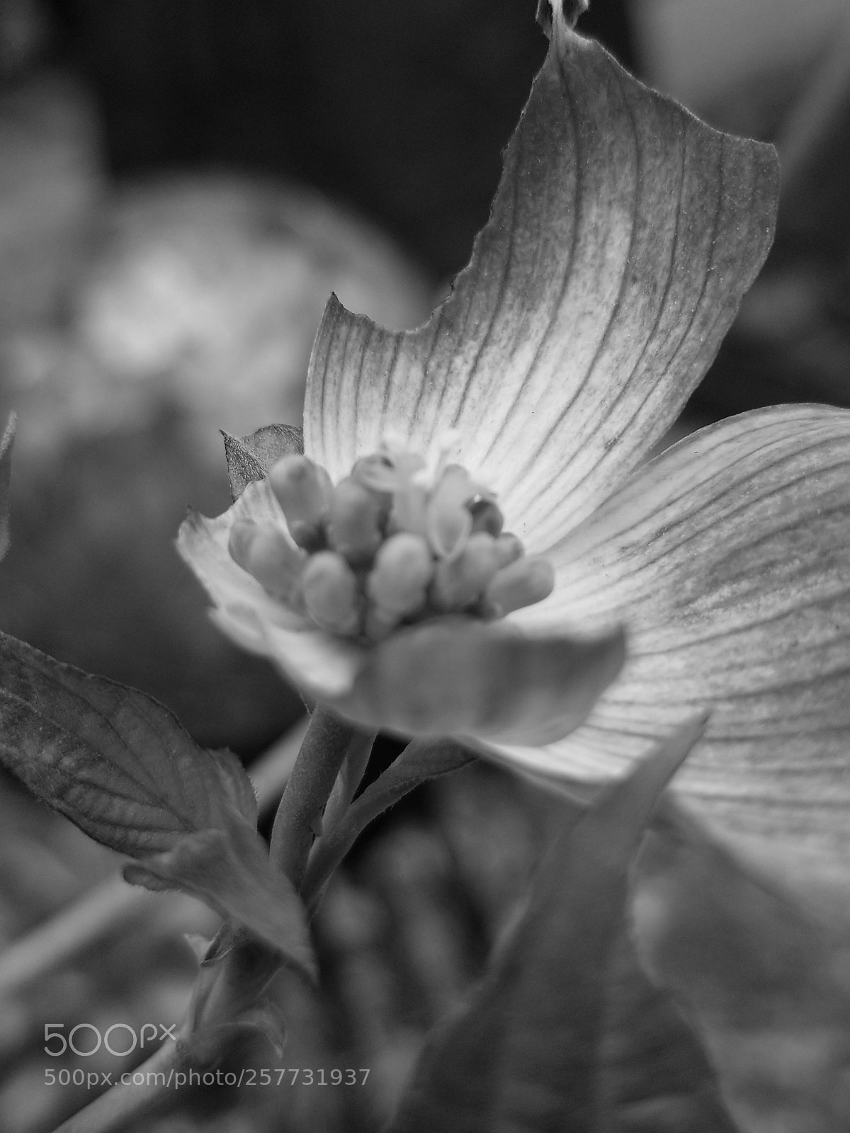 Samsung Galaxy S8+ sample photo. Beauty.....black and white photography