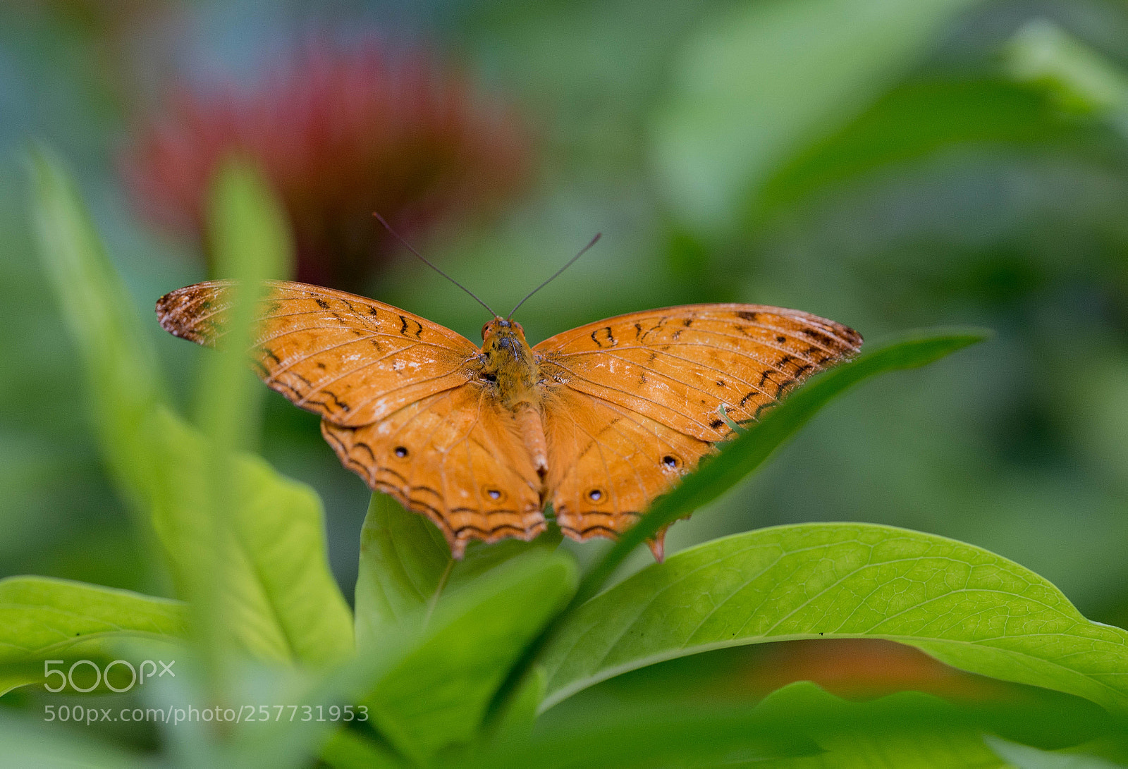 Nikon D600 sample photo. Orange butterfly photography