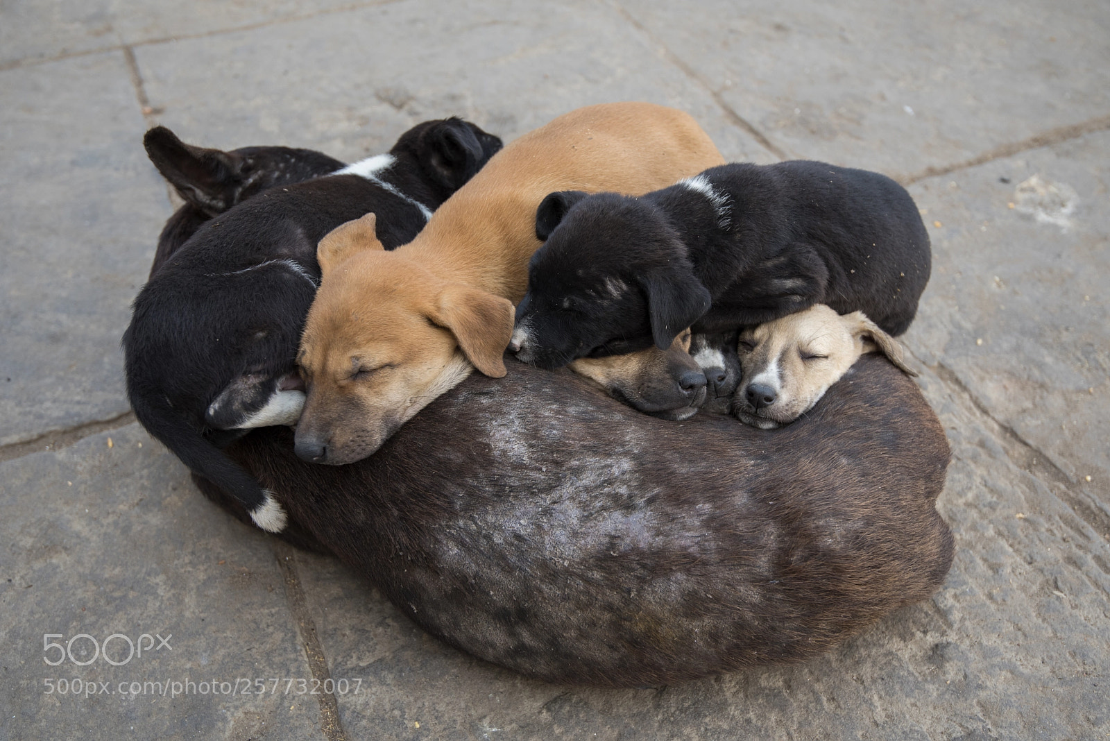 Nikon D750 sample photo. Mothers warmth photography