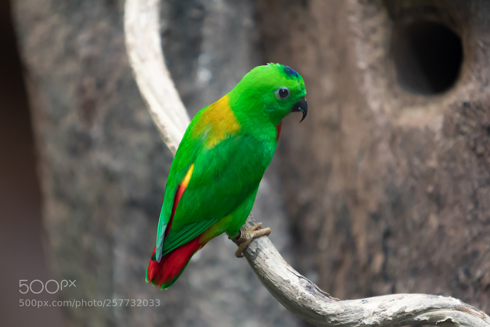 Canon EOS 5D Mark IV sample photo. Songbird photography