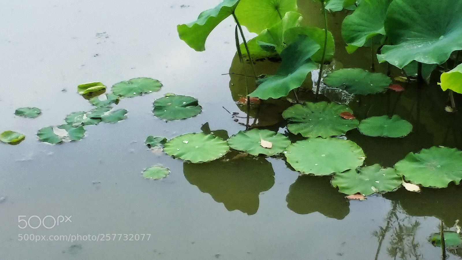 Samsung Galaxy S4 sample photo. Lotus photography