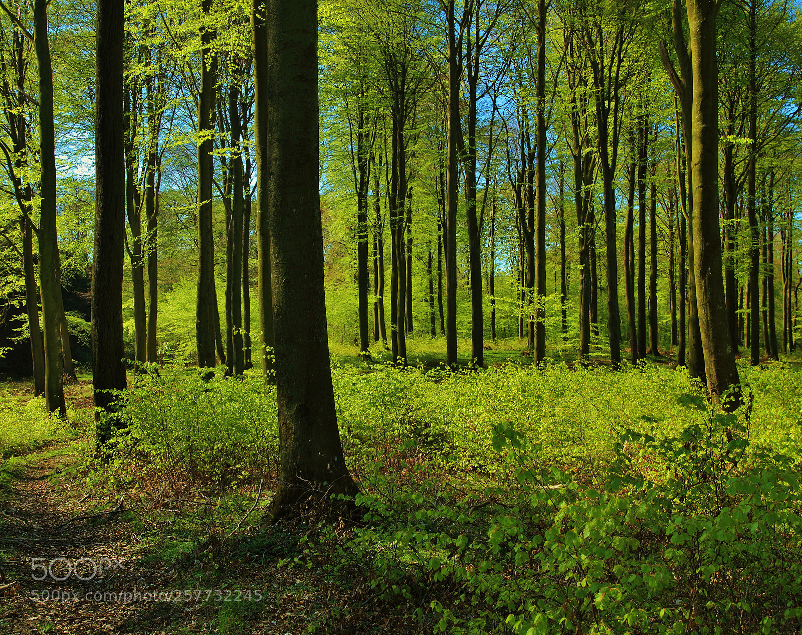 Canon EOS 5D Mark II sample photo. () photography