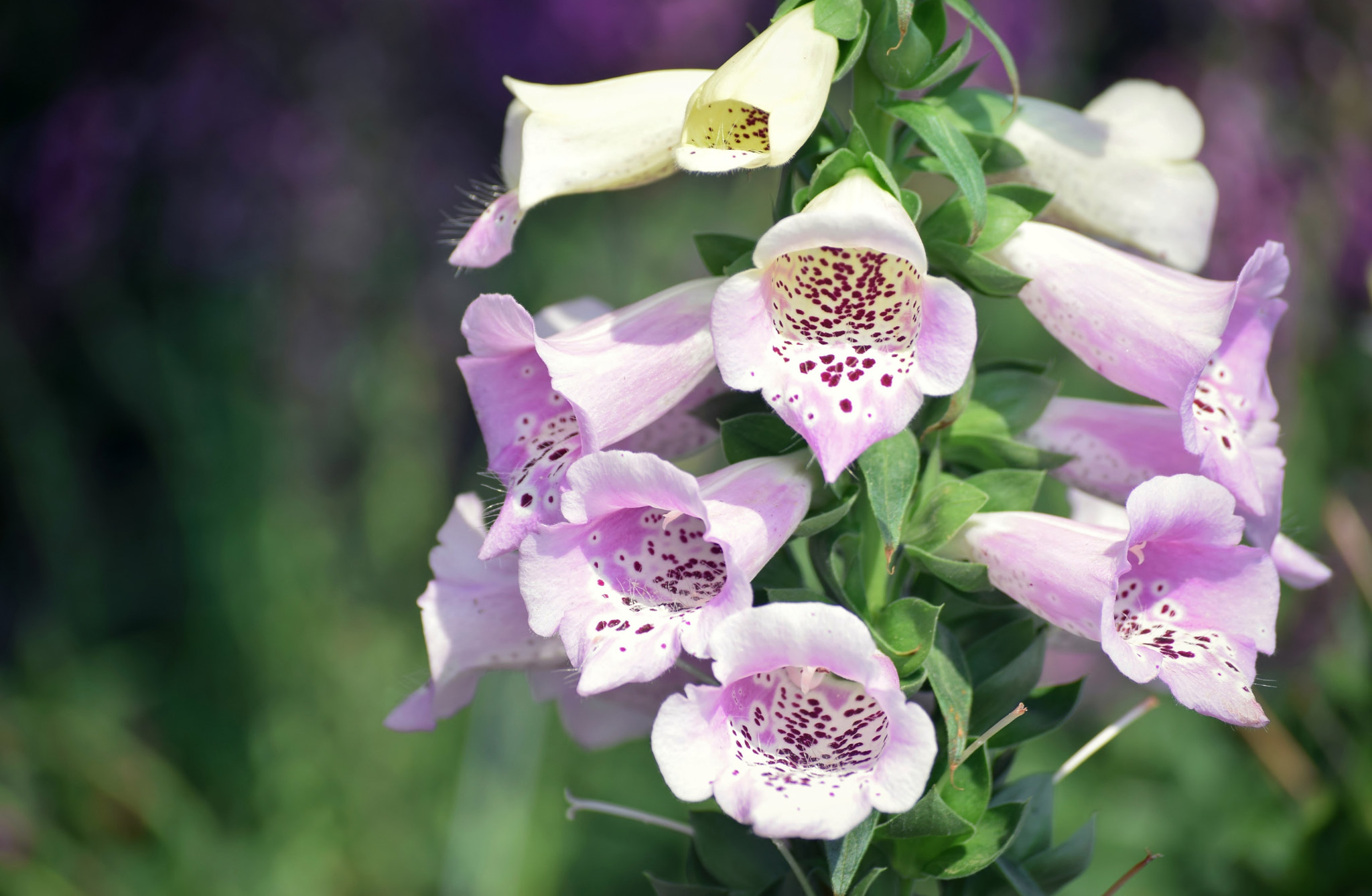 Nikon D5300 sample photo. "...the foxglove bell." photography