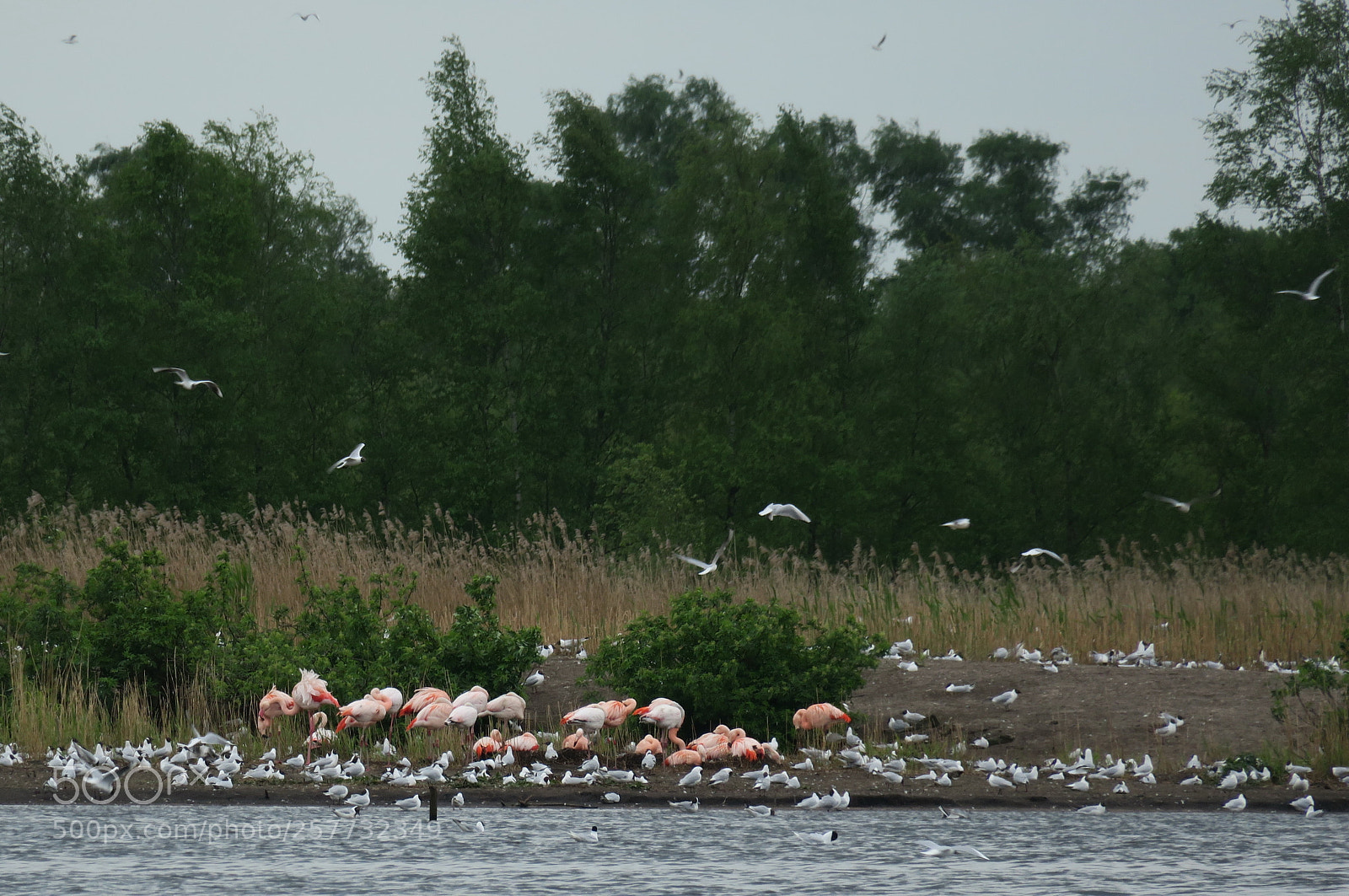 Canon PowerShot G3 X sample photo. Pelicans zwin brocker venn photography