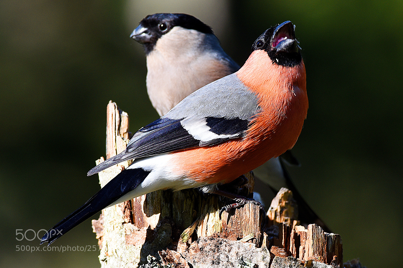 Nikon D750 sample photo. Eurasian bullfinch photography