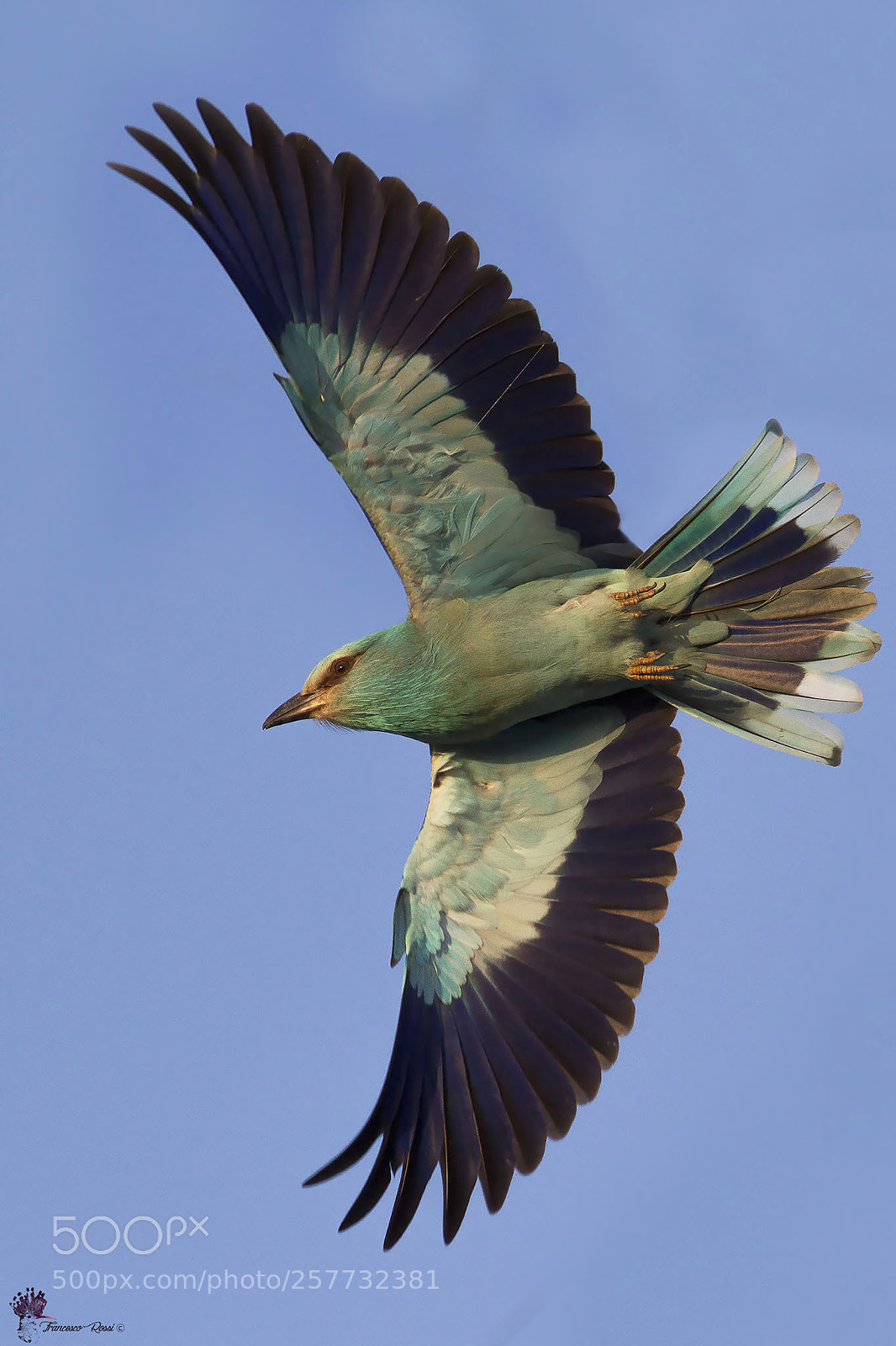 Canon EOS 7D sample photo. Europeam roller, ghiandaia marina photography