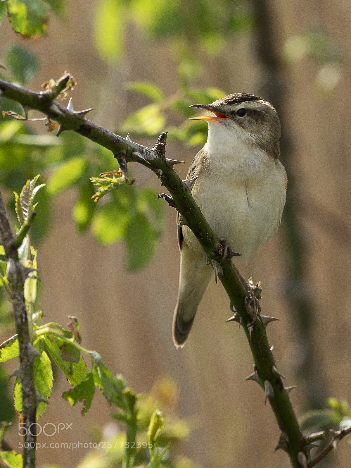 Olympus OM-D E-M1 Mark II sample photo. Sedge warbler photography