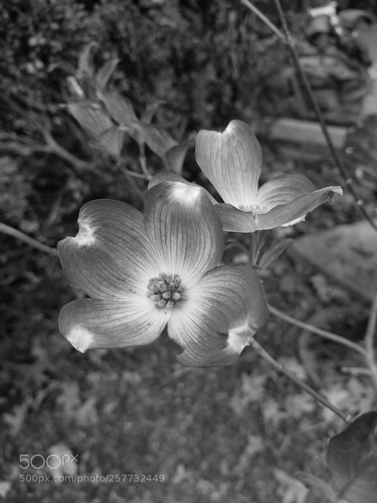 Samsung Galaxy S8+ sample photo. Flower photography