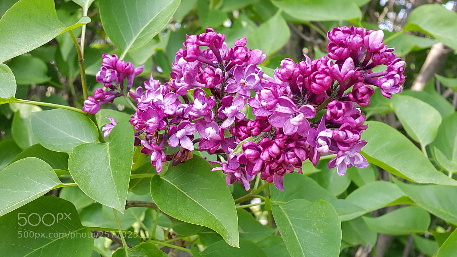 Samsung Galaxy Note4 sample photo. Lilac photography