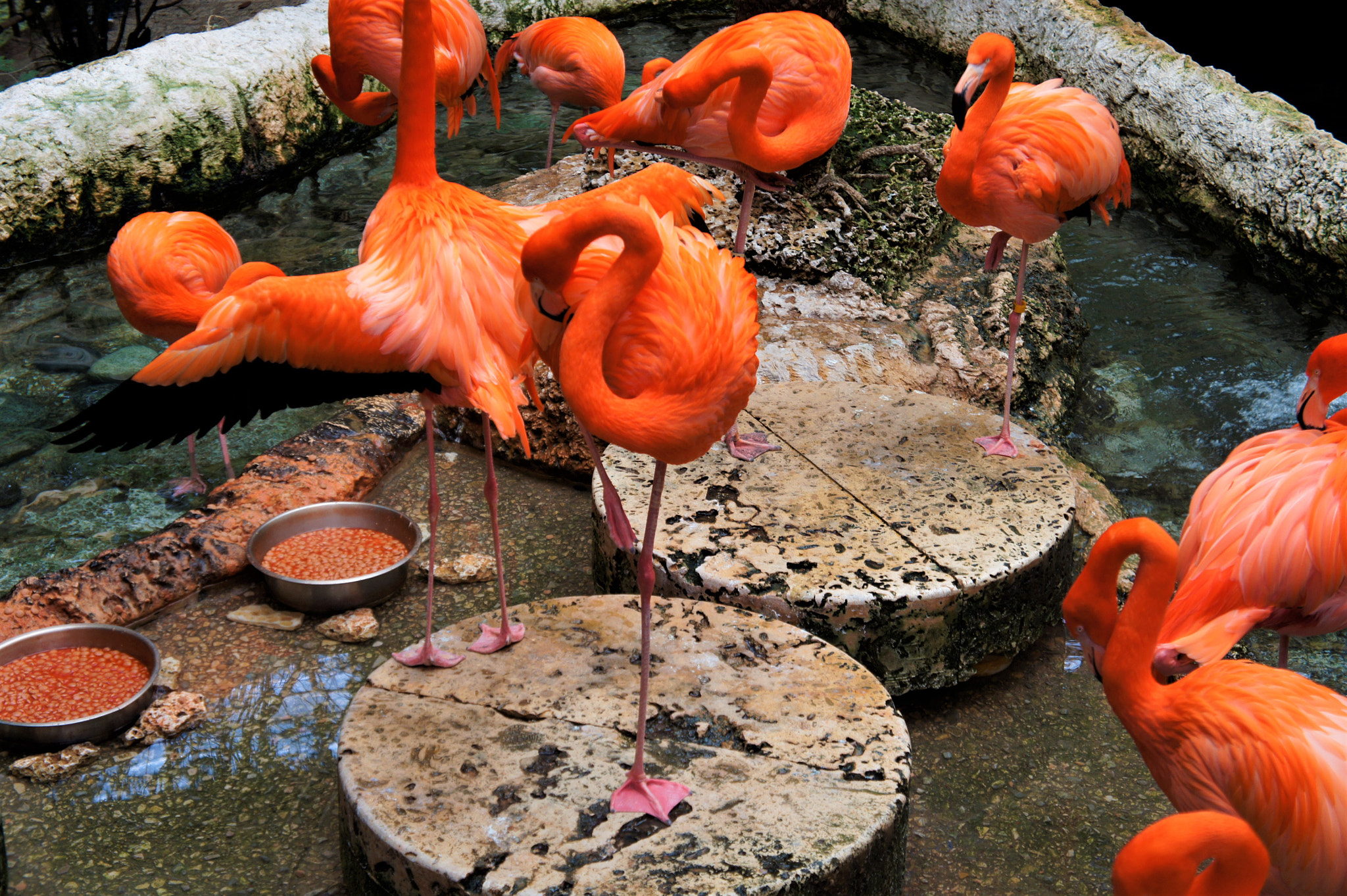 Sony Alpha NEX-5 sample photo. Flamingos photography