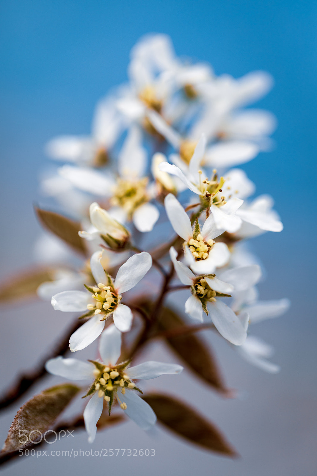 Canon EOS 5D Mark IV sample photo. Beautiful in bloom photography