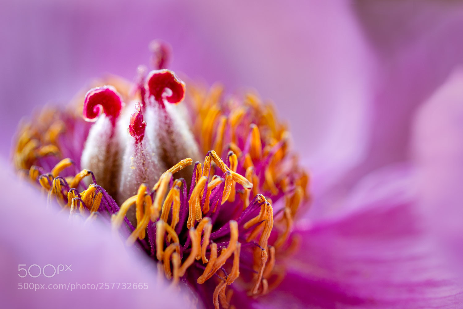 Canon EOS 70D sample photo. Flower family nest photography