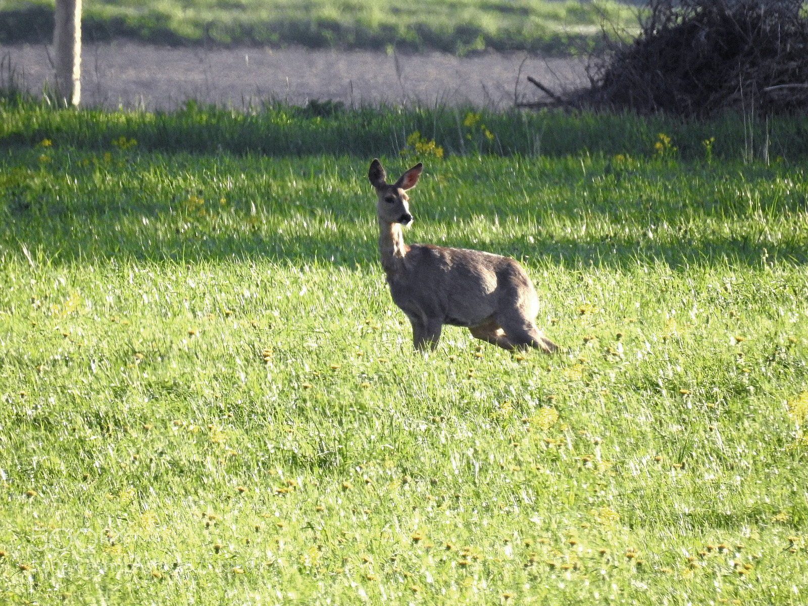Nikon Coolpix P900 sample photo. Capreolus  capreolus. photography