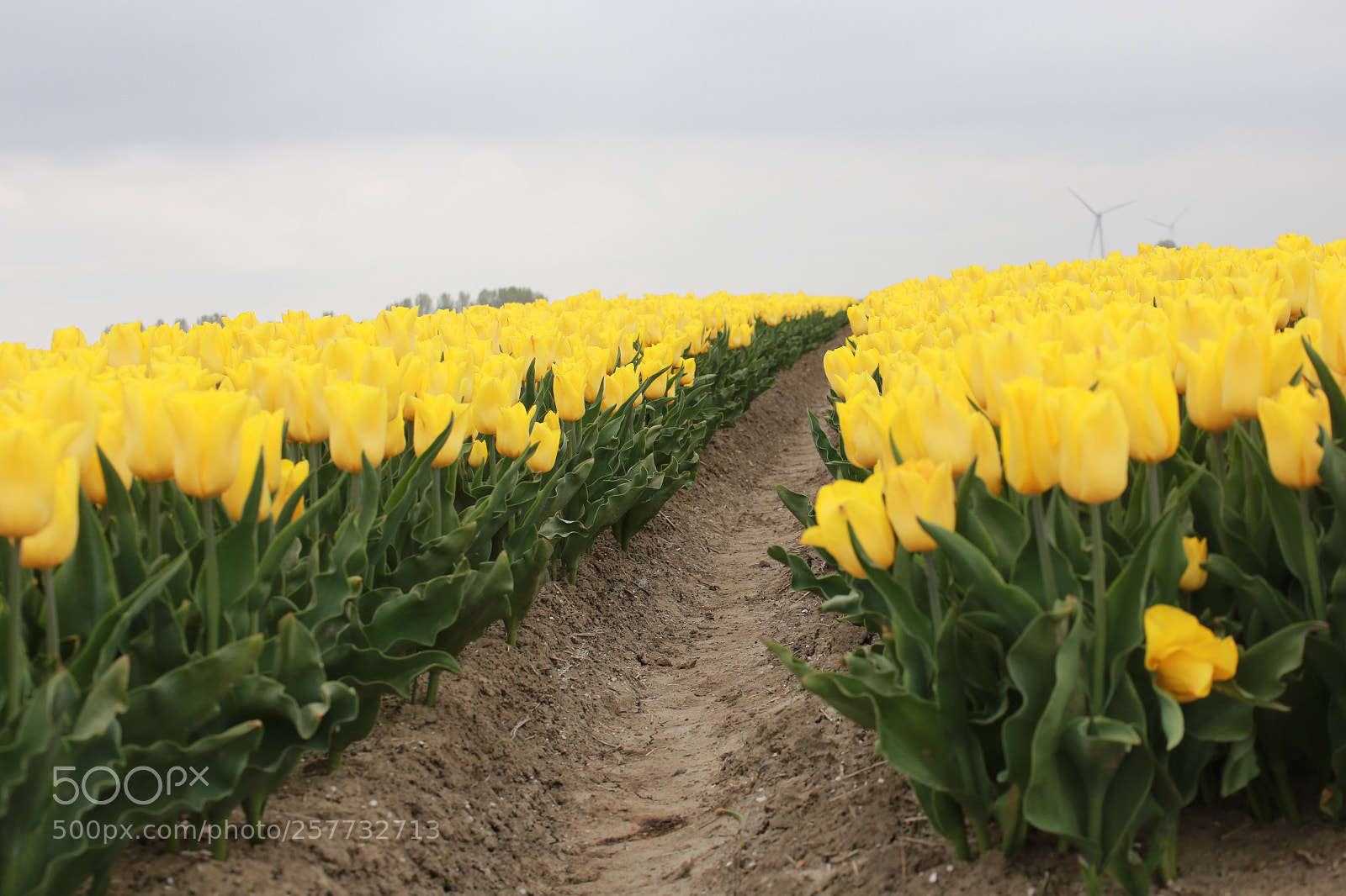 Canon EOS 6D sample photo. Yellow photography