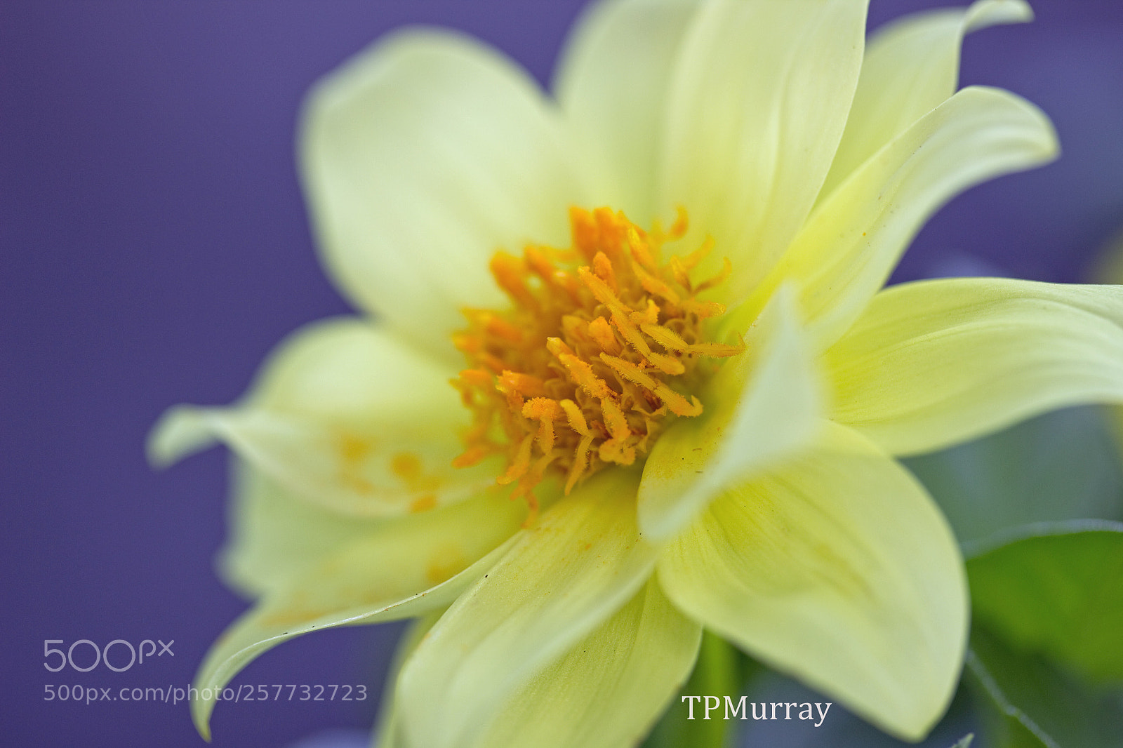 Canon EOS 600D (Rebel EOS T3i / EOS Kiss X5) sample photo. Yellow flower photography