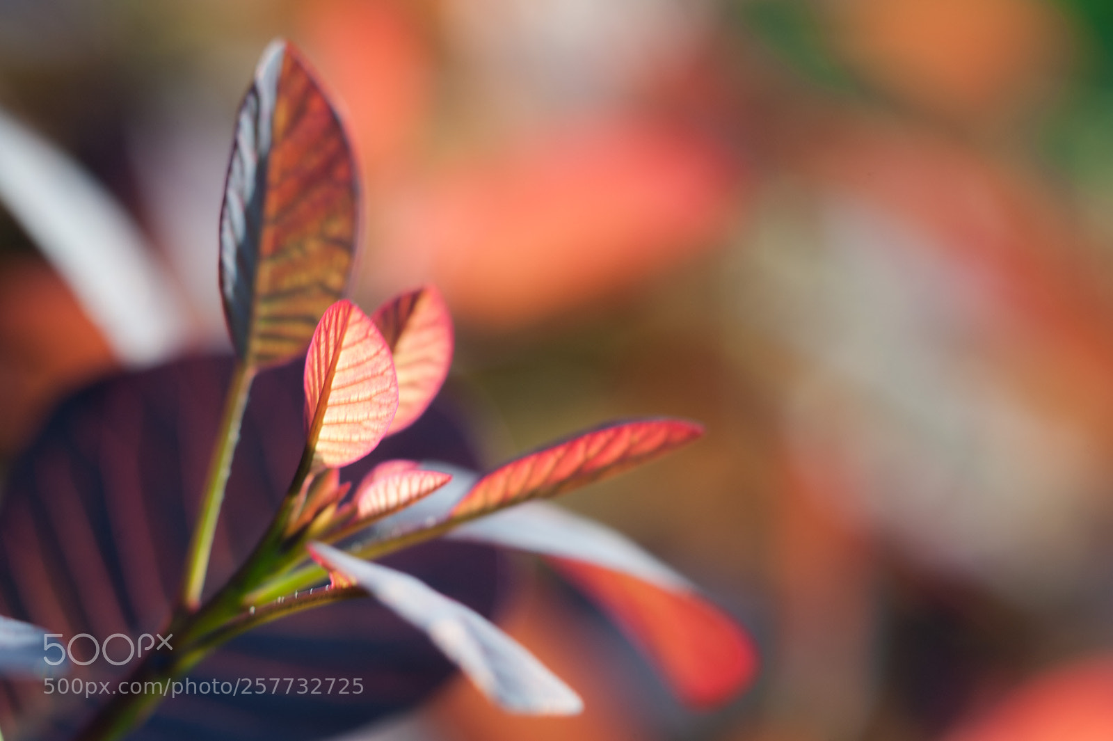 Nikon D700 sample photo. European smoke tree photography