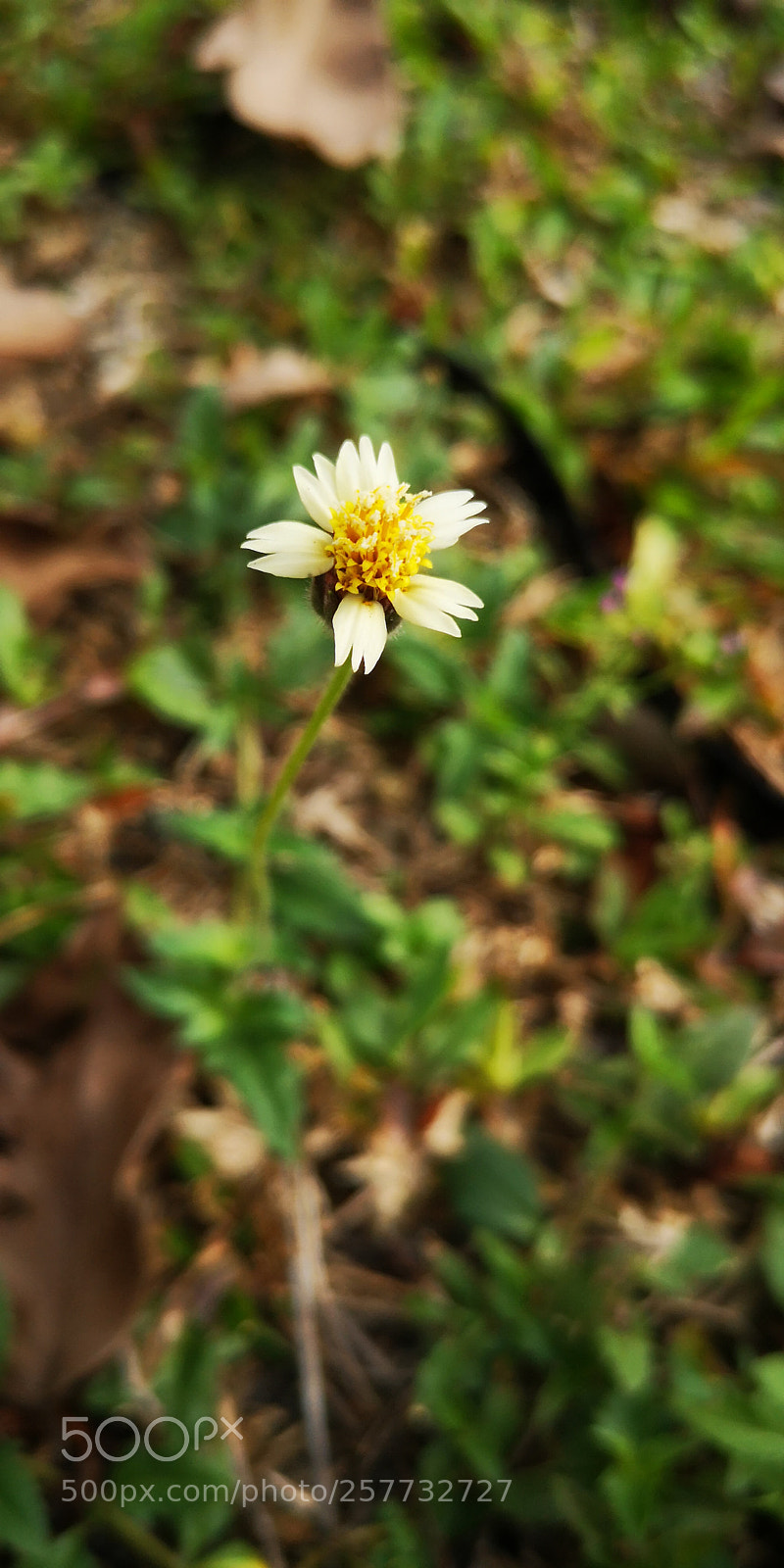 HUAWEI P20 sample photo. 野花 photography
