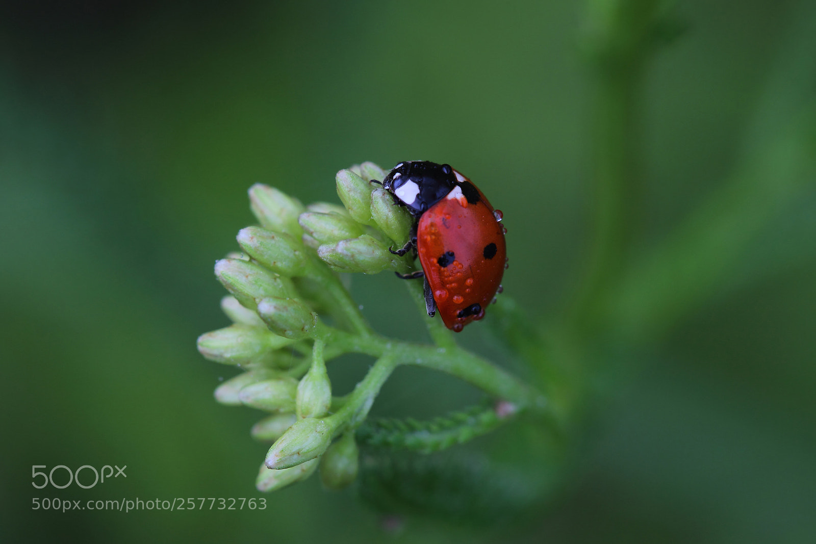 Canon EOS 600D (Rebel EOS T3i / EOS Kiss X5) sample photo. Ladybug on grass covered photography