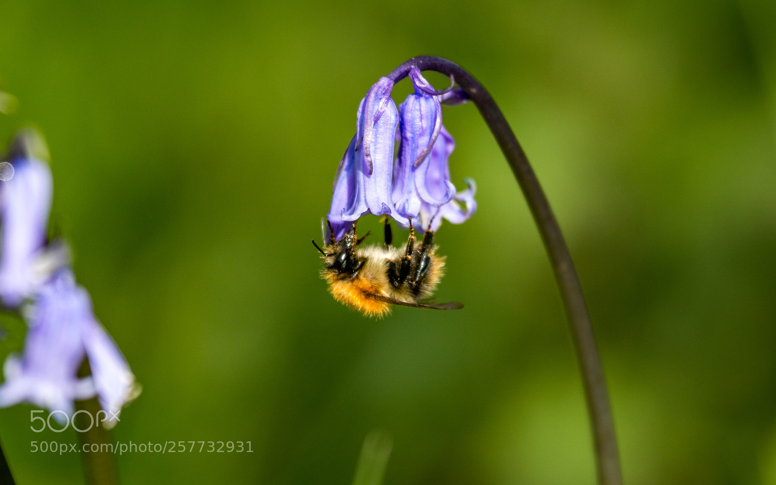 Canon EOS 70D sample photo. Buebells and bees photography