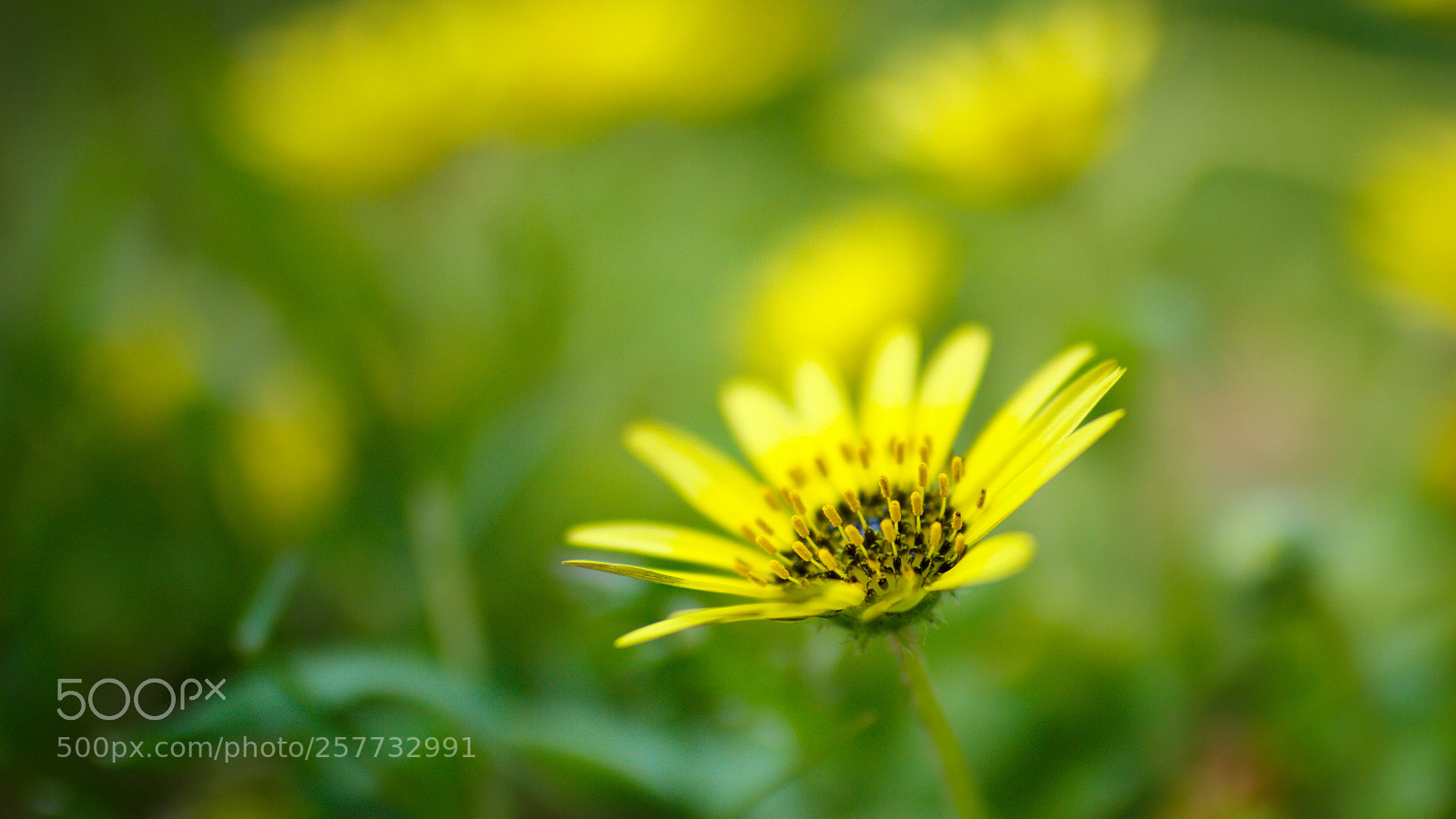 Canon EOS 7D sample photo. Spring photography