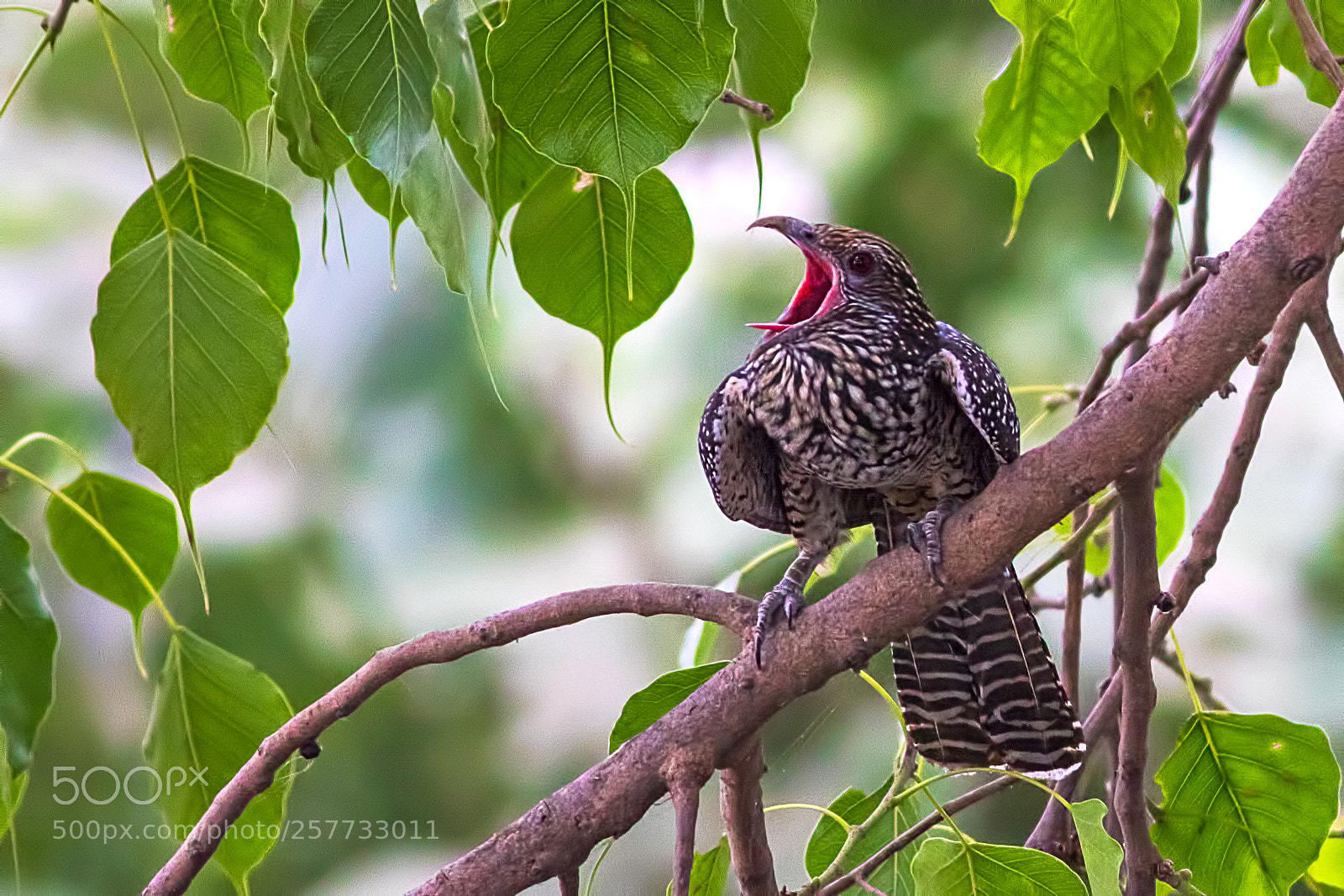 Canon EOS 7D Mark II sample photo. Asian koyal photography