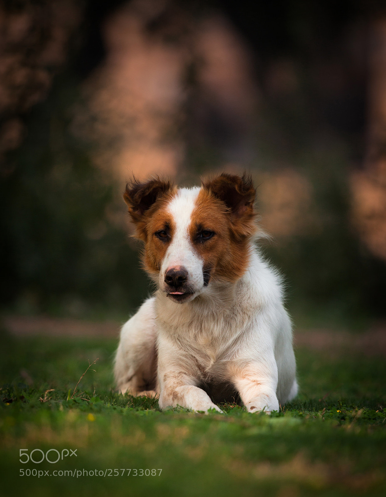 Canon EOS 5D Mark II sample photo. Portrait of dog photography